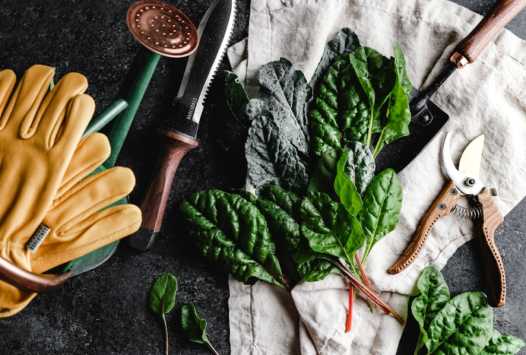 Top 5 Plants for Beginners